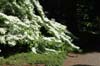viburnum plicatum v tomentosum-5
